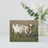 Carte Postale Texas Longhorn Cow (Debout devant)