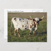Carte Postale Texas Longhorn Cow (Devant / Derrière)