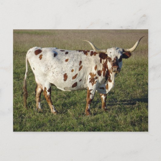 Carte Postale Texas Longhorn Cow (Devant)