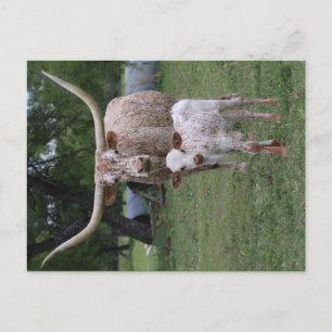 Carte Postale Texas Longhorns