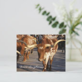 Carte postale Texas Longhorns (Debout devant)