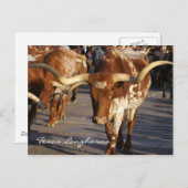 Carte postale Texas Longhorns (Devant / Derrière)