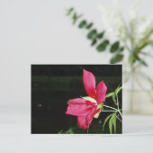 Carte postale Texas Star Hibiscus (Debout devant)