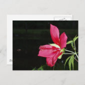 Carte postale Texas Star Hibiscus (Devant / Derrière)