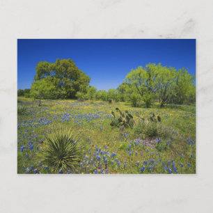Carte Postale Texas, Texas Hill Country, Low vescie
