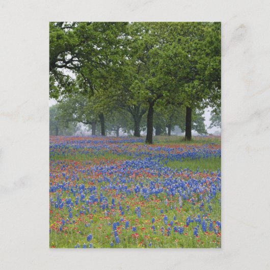 Carte Postale Texas, Texas Hill Country, Texas Paintbrush (Devant)