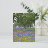 Carte Postale Texas, Texas Hill Country, Texas Paintbrush (Debout devant)