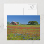 Carte Postale Texas, Texas Hill Country, Texas pinceau (Devant / Derrière)