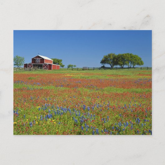 Carte Postale Texas, Texas Hill Country, Texas pinceau (Devant)