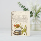 Carte Postale Texte de calligraphie antique illustration botaniq (Debout devant)