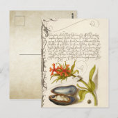 Carte Postale Texte de calligraphie antique illustration botaniq (Devant / Derrière)