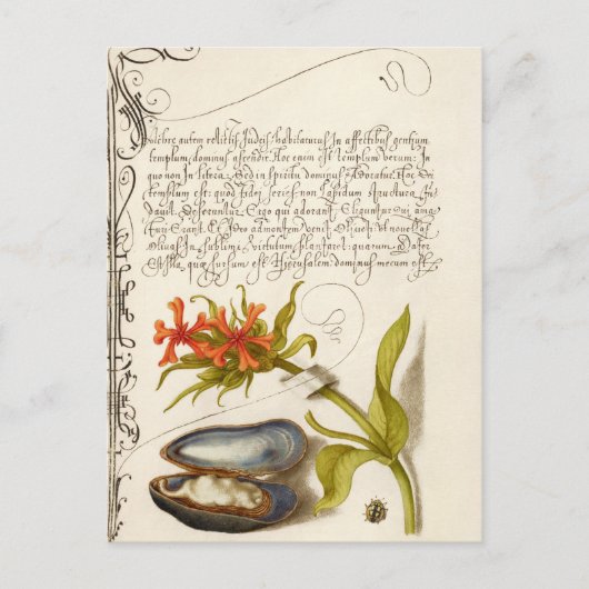 Carte Postale Texte de calligraphie antique illustration botaniq (Devant)