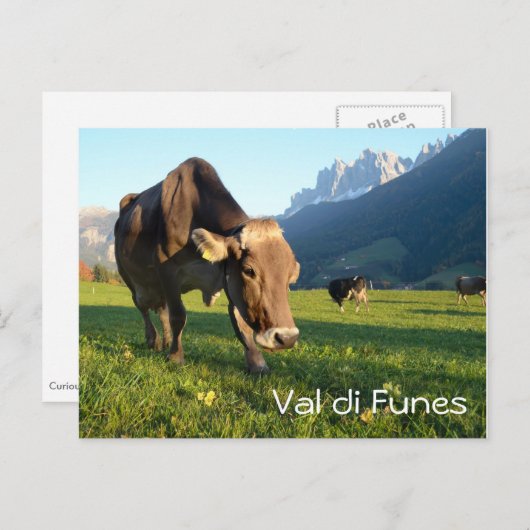 Carte postale texte Vache en Val di Funes (Dolomit (Devant / Derrière)