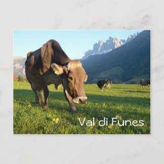 Carte postale texte Vache en Val di Funes (Dolomit