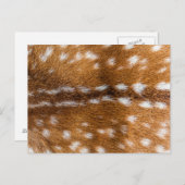 Carte Postale Texture de la fourrure de cerf tachetée (Devant / Derrière)