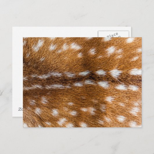 Carte Postale Texture de la fourrure de cerf tachetée (Devant / Derrière)