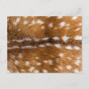 Carte Postale Texture de la fourrure de cerf tachetée