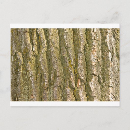 Carte Postale Texture de l'écorce d'arbre de coton (Devant)