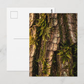 Carte Postale Texture de l'écorce d'arbre forestier moussu (Devant / Derrière)