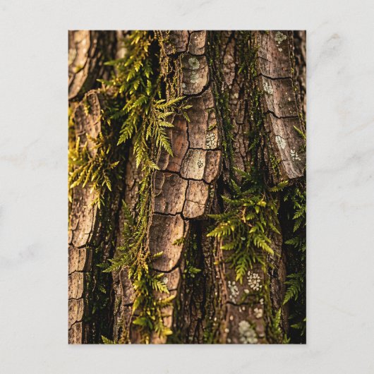 Carte Postale Texture de l'écorce d'arbre forestier moussu (Devant)