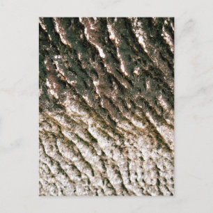 Carte Postale Texture de l'écorce d'arbre profondément cannelée