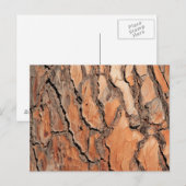 Carte Postale Texture de l'écorce de pin (Devant / Derrière)