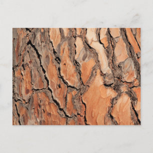 Carte Postale Texture de l'écorce de pin