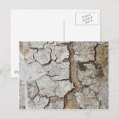 Carte Postale texture d'écorce d'arbre (Devant / Derrière)