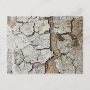 Carte Postale texture d'écorce d'arbre