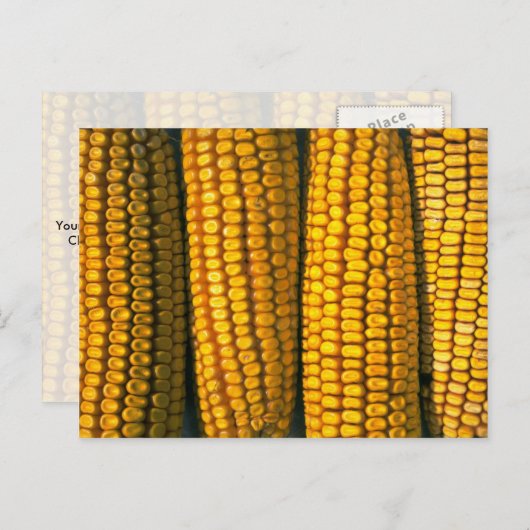 Carte Postale Texture du maïs (Devant / Derrière)