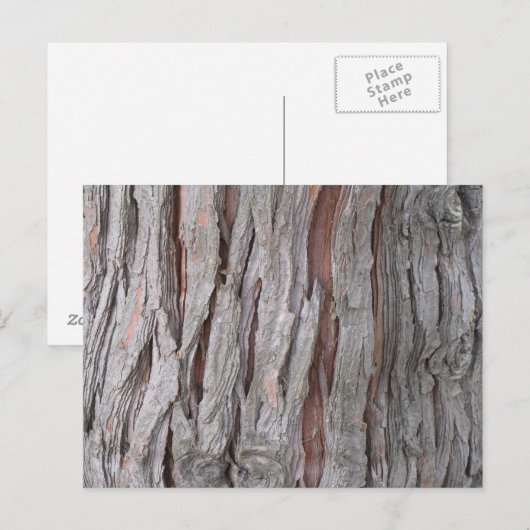 Carte Postale texture écorce de cèdre (Devant / Derrière)