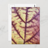 Carte postale Texture feuille morte (Devant / Derrière)