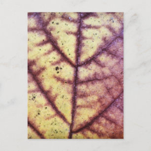 Carte postale Texture feuille morte
