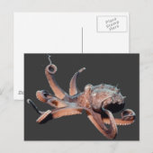 Carte Postale Thang Octopus-Wild (Devant / Derrière)
