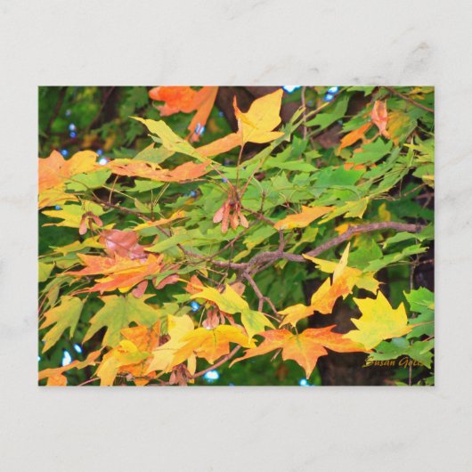 Carte Postale Thanksgiving Chêne d'automne Feuille (Devant)