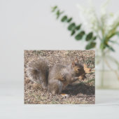 Carte Postale That's NUTS !!! Backyard Squirrél (Debout devant)
