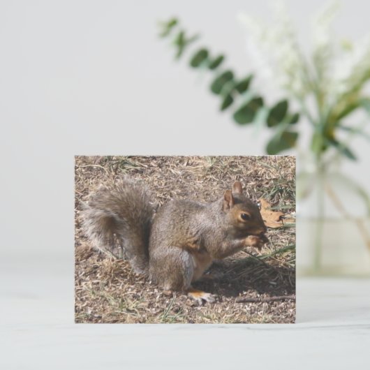 Carte Postale That's NUTS !!! Backyard Squirrél (Debout devant)