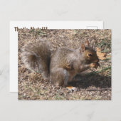 Carte Postale That's NUTS !!! Backyard Squirrél (Devant / Derrière)