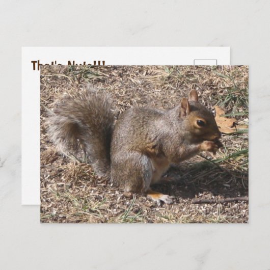 Carte Postale That's NUTS !!! Backyard Squirrél (Devant / Derrière)