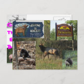 Carte Postale ThBA Elk BENEZETTE PA (Devant / Derrière)