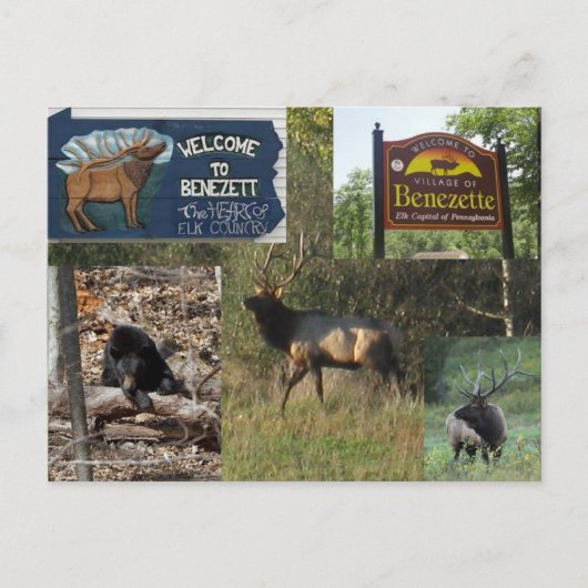 Carte Postale ThBA Elk BENEZETTE PA (Devant)