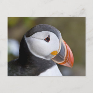 Carte Postale The Atlantic Puffin, a pelagic seabird, shown