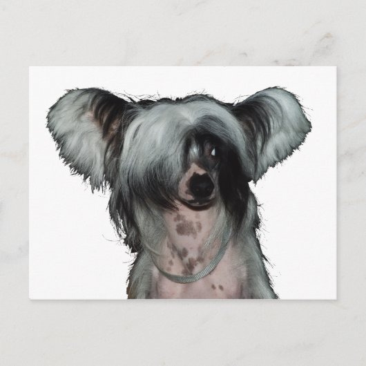 Carte Postale The Chinese crested dog (Devant)