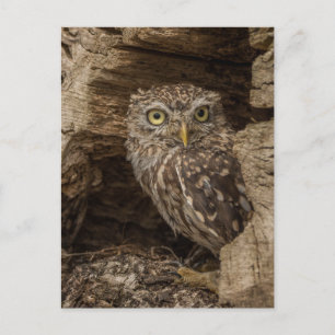 Carte Postale The little owl
