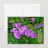 Carte postale - The Purple Lilacs of Highland Park (Devant / Derrière)
