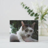 Carte Postale The sharp, piercing gaze of a stray cat. (Debout devant)