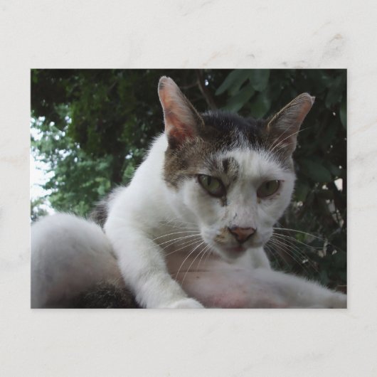 Carte Postale The sharp, piercing gaze of a stray cat. (Devant)