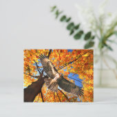 Carte postale "The Sunday Hawk" (Debout devant)