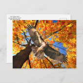 Carte postale "The Sunday Hawk" (Devant / Derrière)