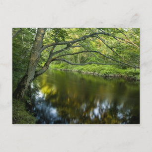 Carte Postale The Taunton River in Bridgewater, 2